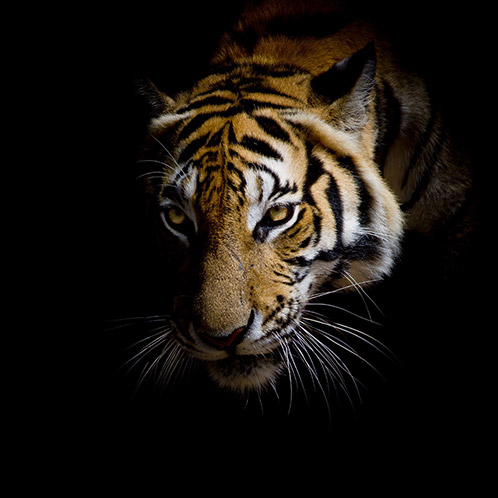Tiger – Sampoyoshi